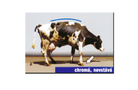 Hodnocení kulhání krav